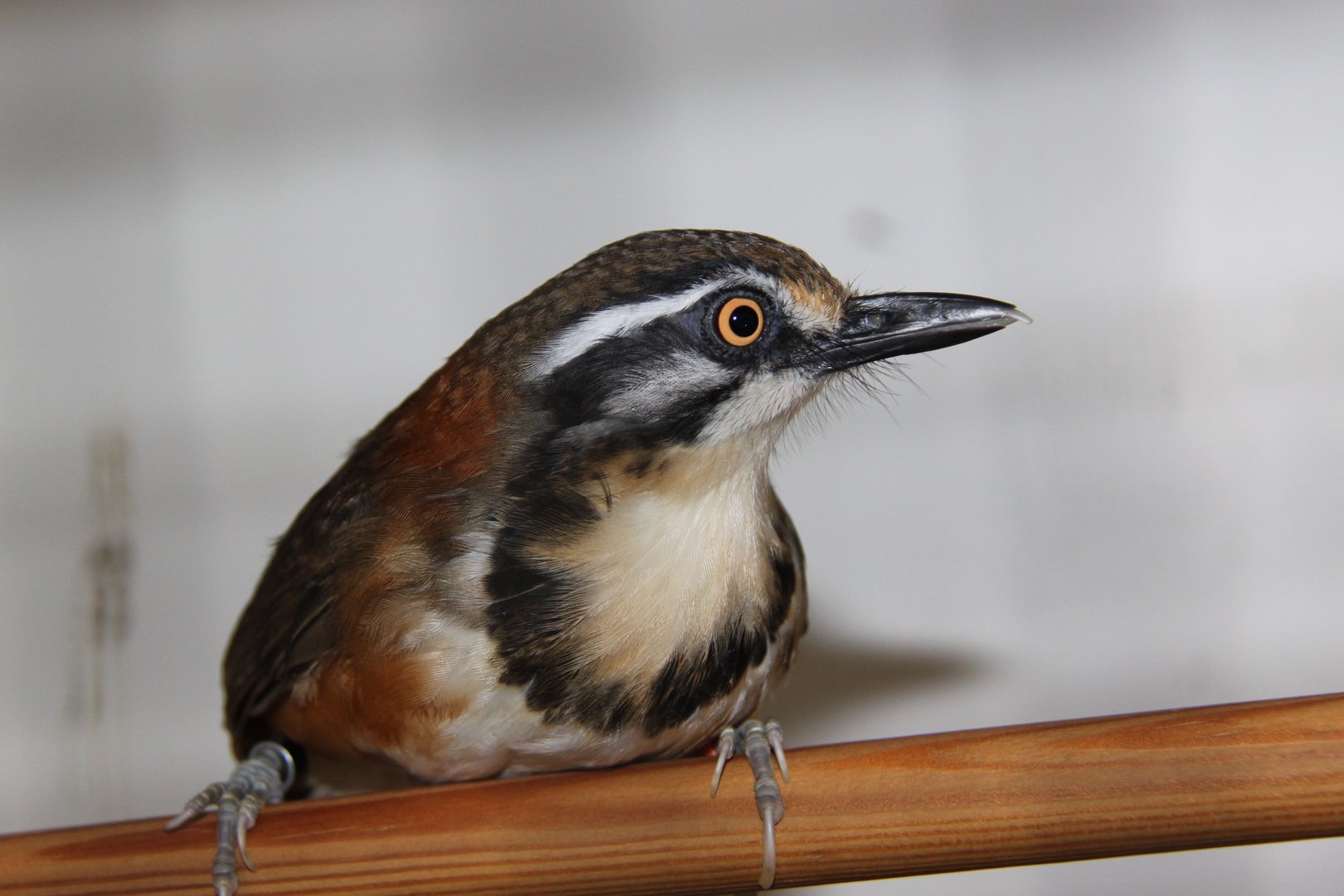 Lesser necklaced laughingthrush (Garrulax monileger)