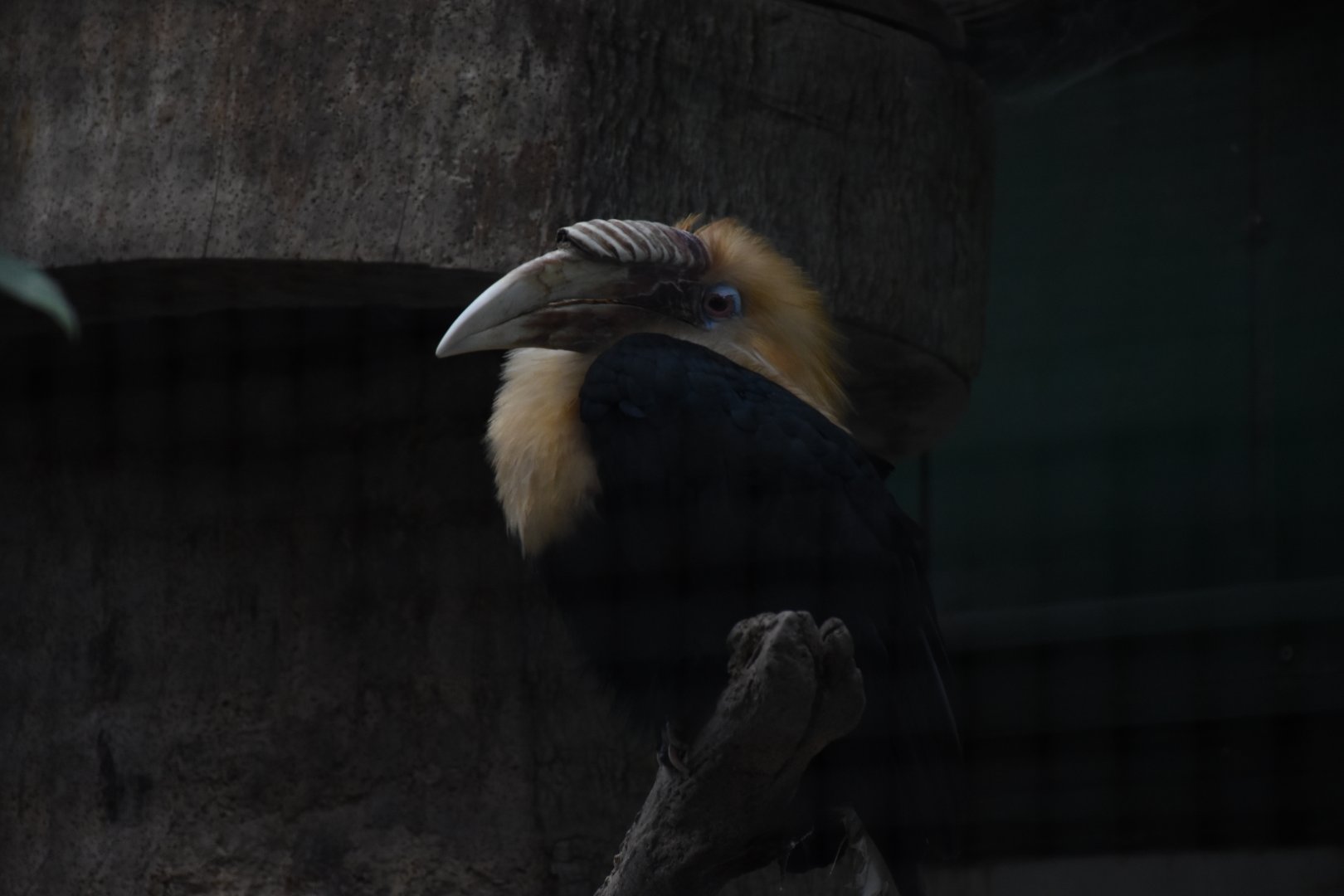 Lesser New Guinea hornbill