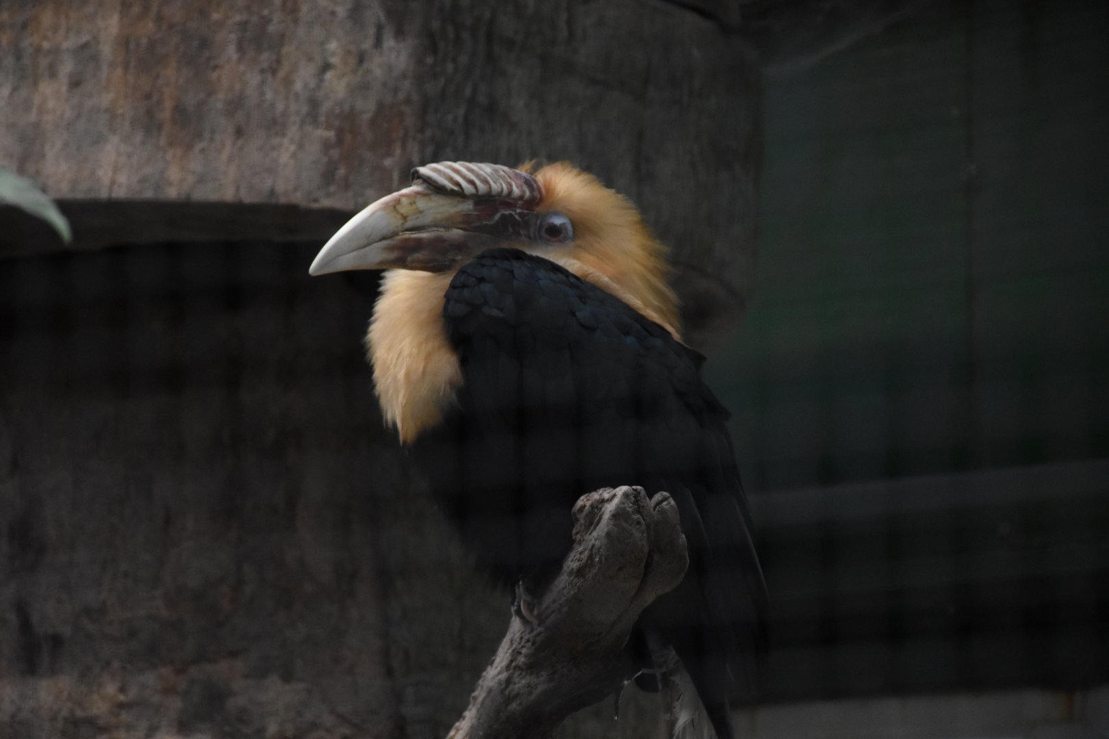 Lesser New Guinea hornbill