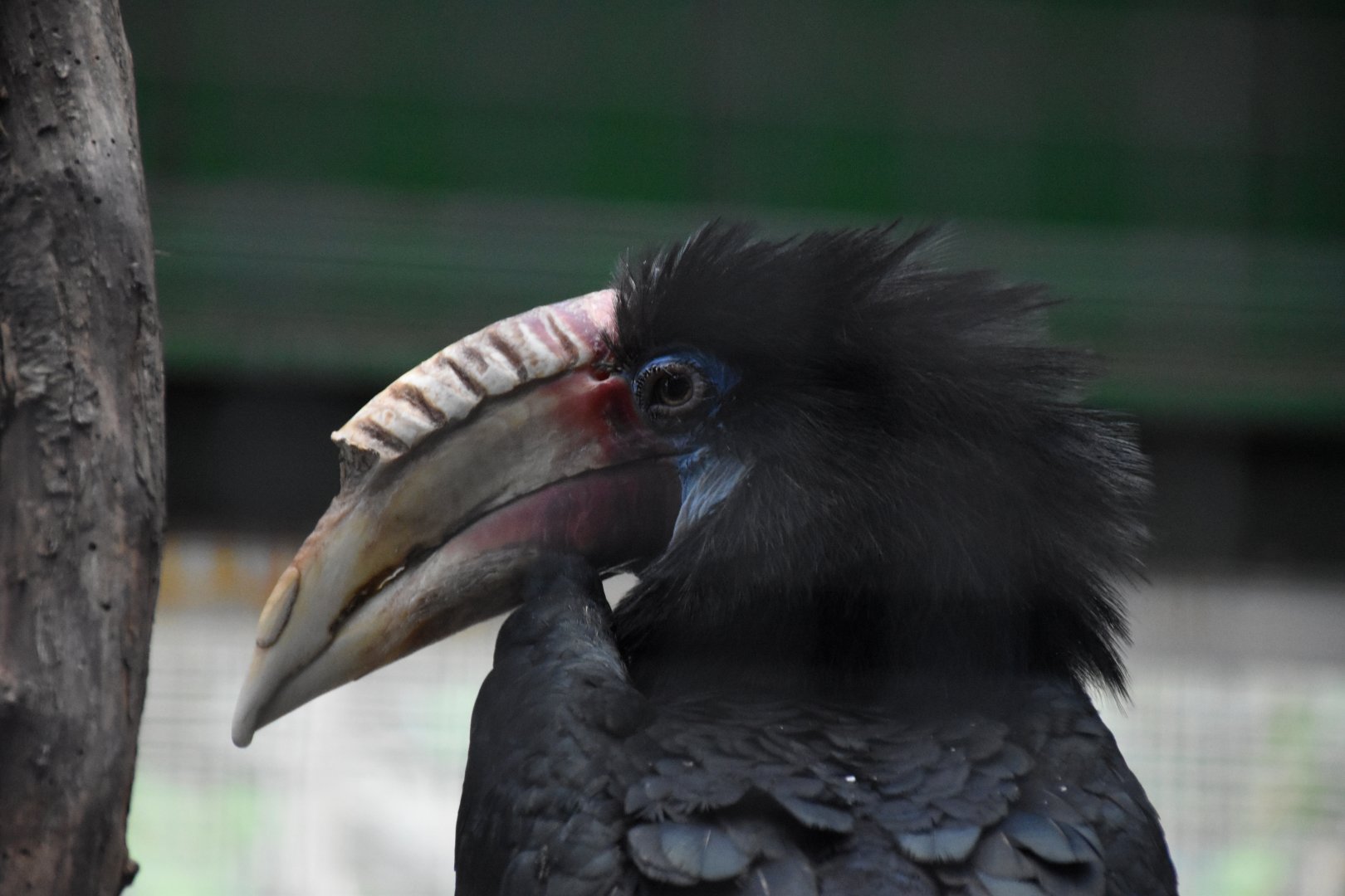 Lesser New Guinea hornbill