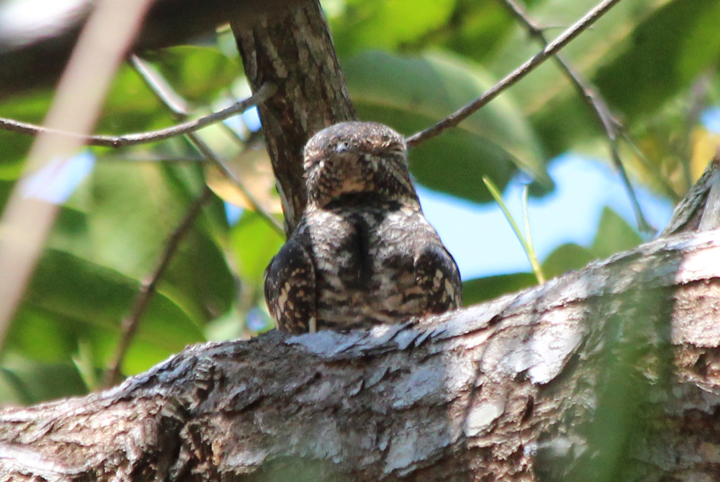 Lesser Nighthawk - Apr 2019