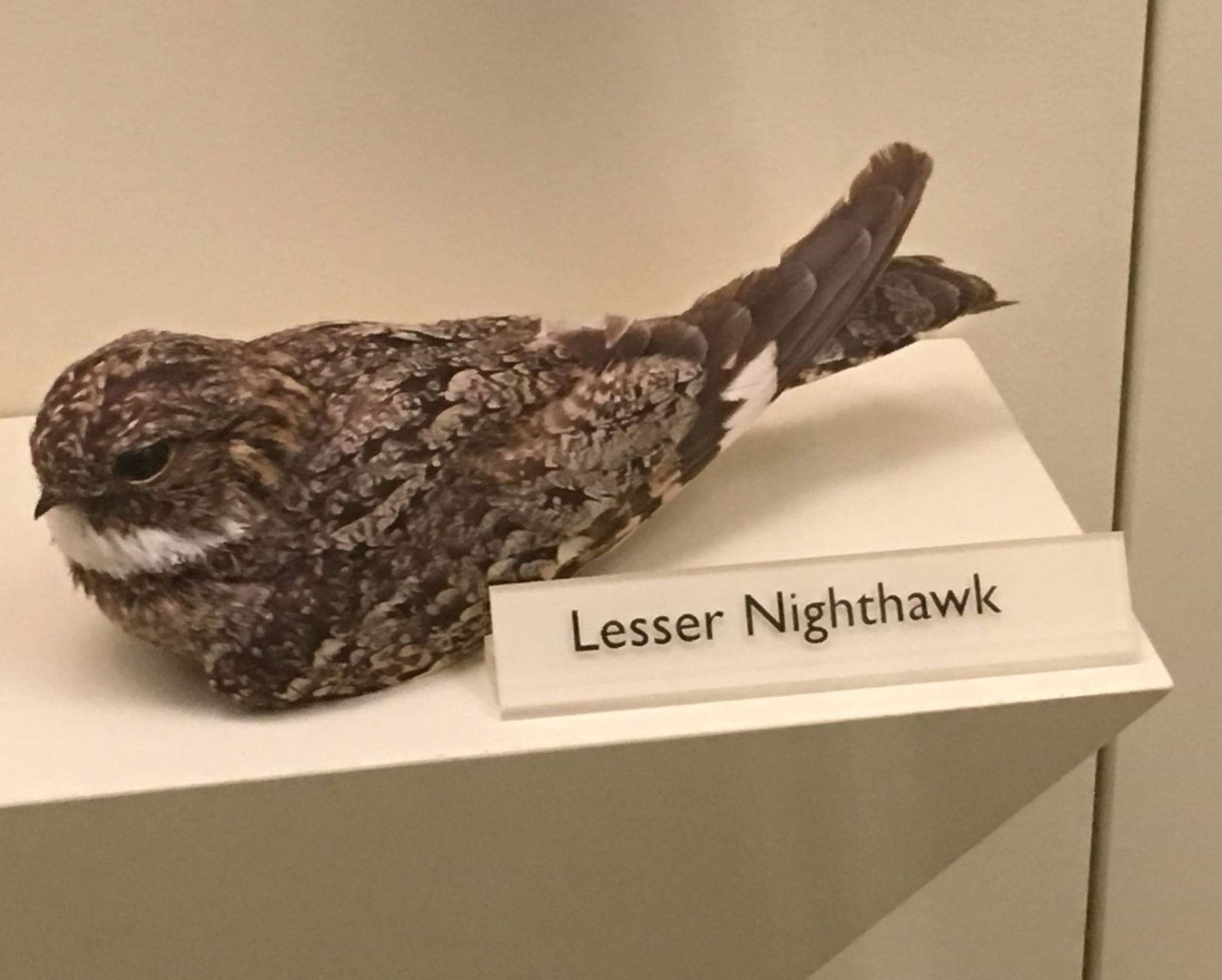 Lesser nighthawk (Chordeiles acutipennis)