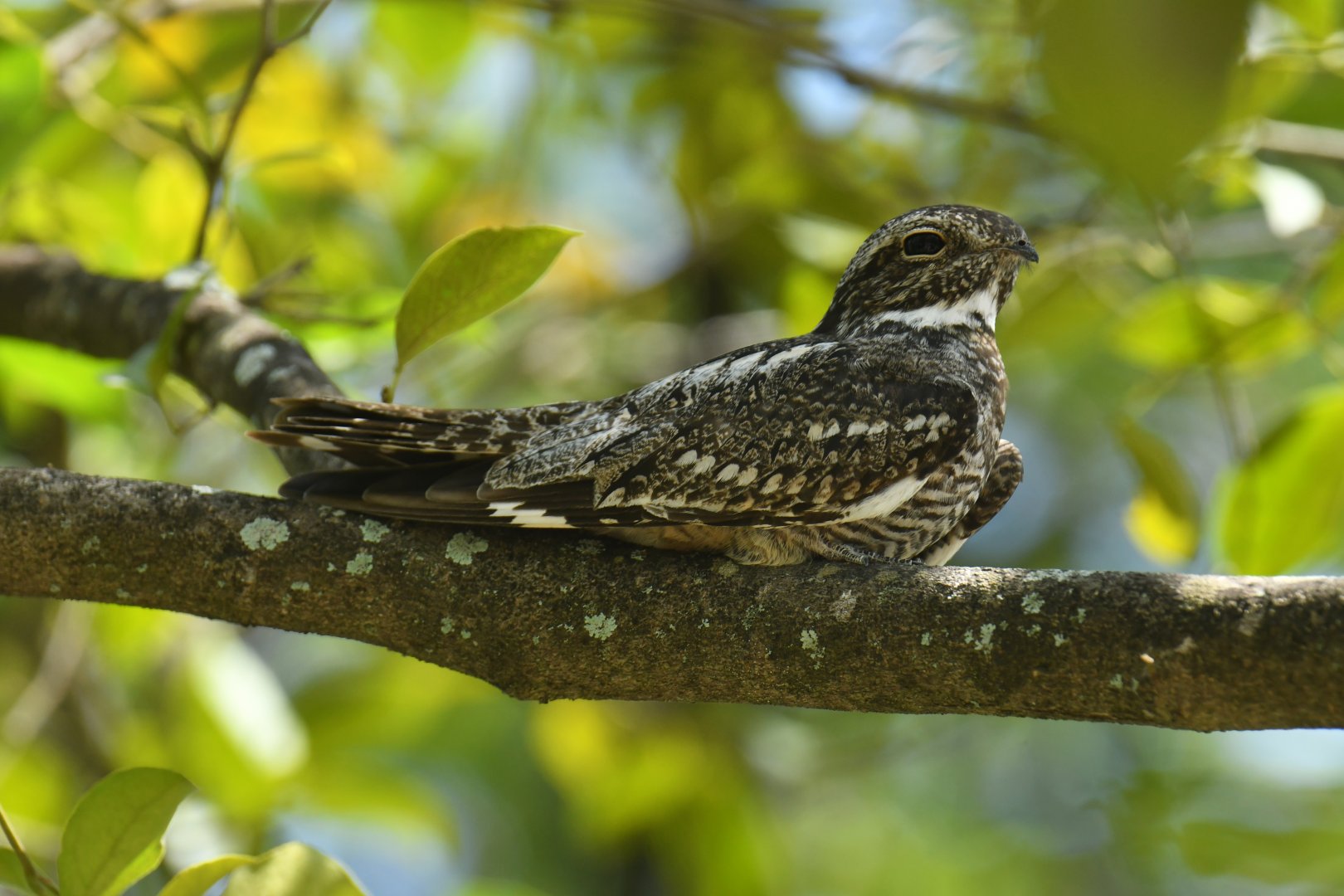 Lesser Nighthawk (Chordeiles acutipennis)