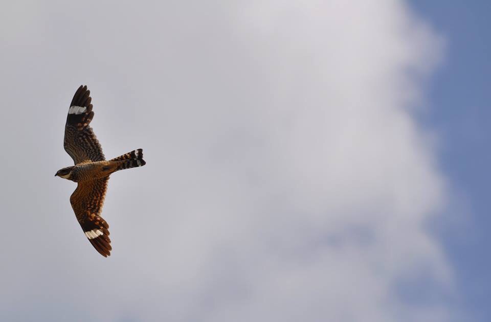 Lesser Nighthawk - Texas