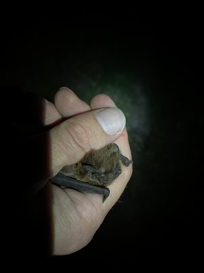 Lesser Noctule (Nyctalus leisleri)