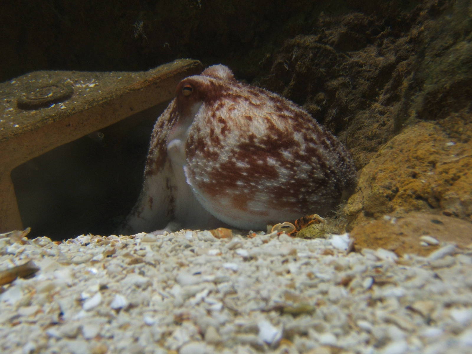 Lesser Octopus (Elodone cirrohsa)