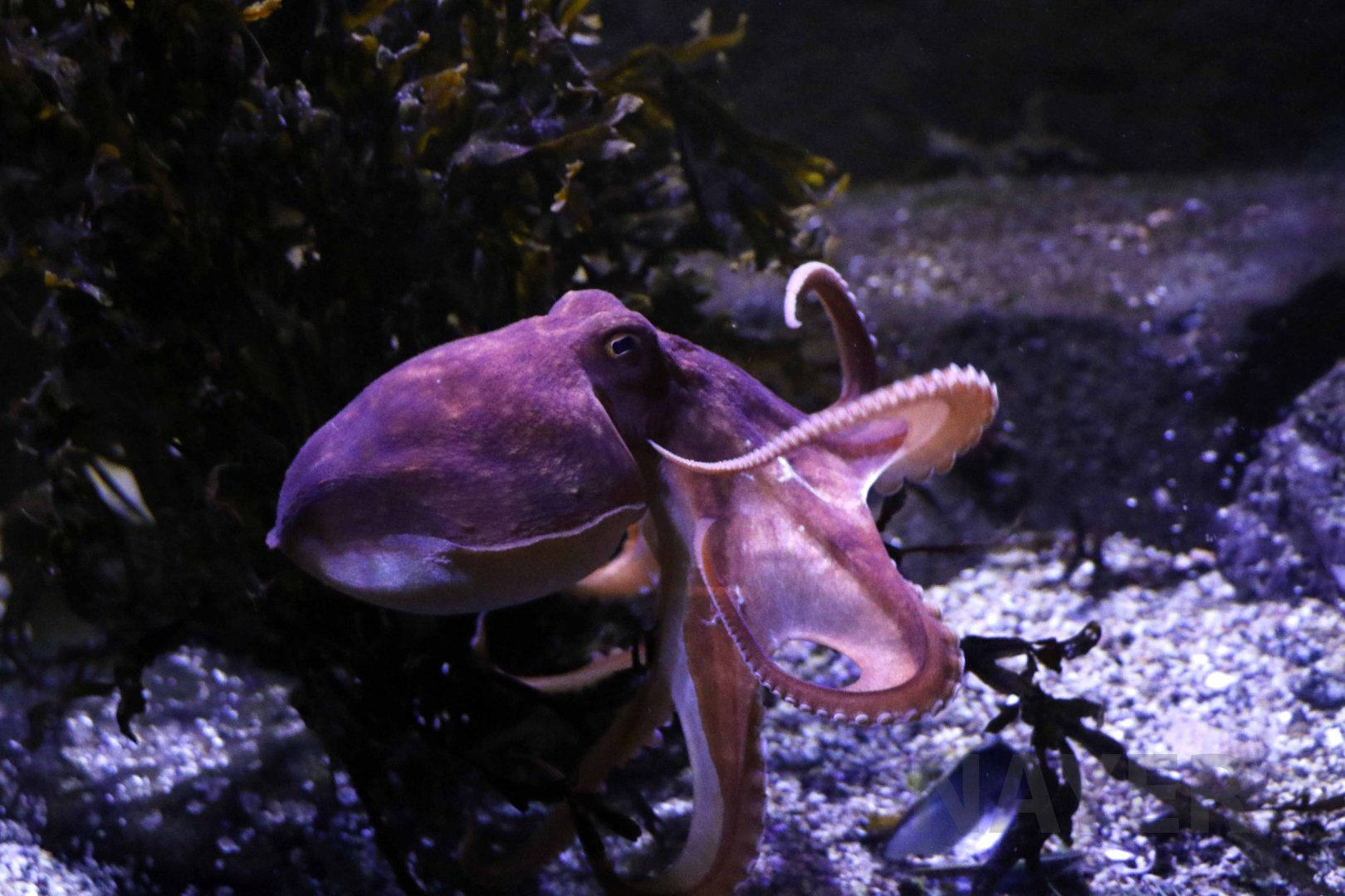 Lesser octopus, November 2017