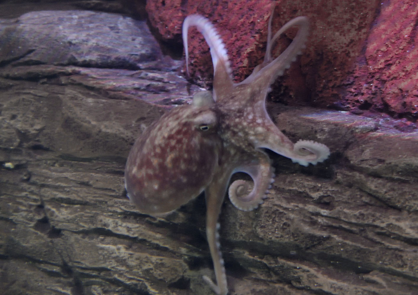Lesser octopus on rock wall