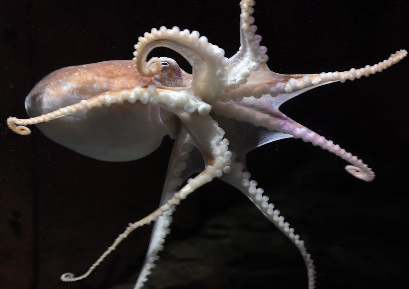 Lesser octopus swimming