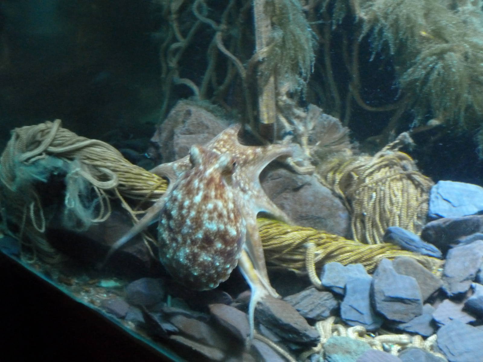 Lesser octopus