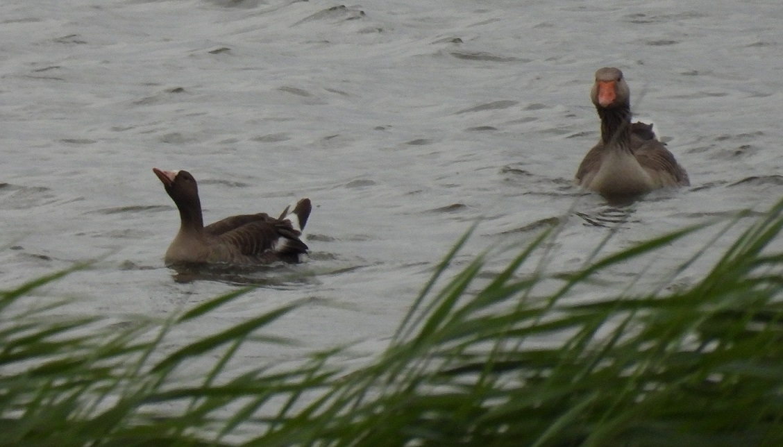 Lesser or greater white-fronted goose?