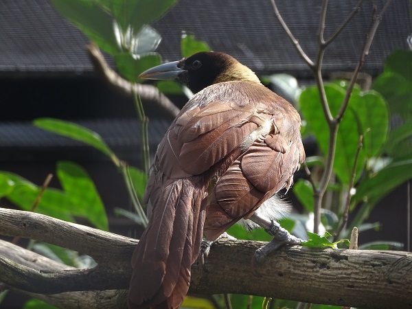 Lesser or Raggiana bird-of-paradise?