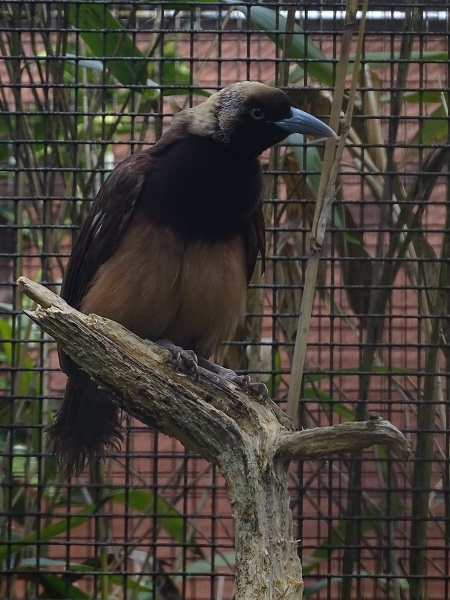 Lesser or Raggiana bird-of-paradise?