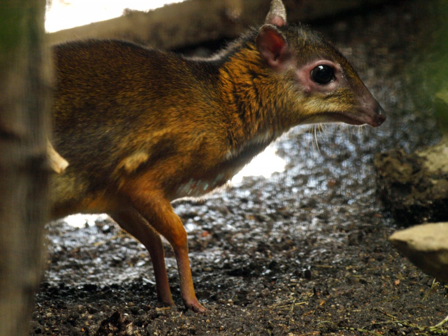 Lesser Oriental chevrotain