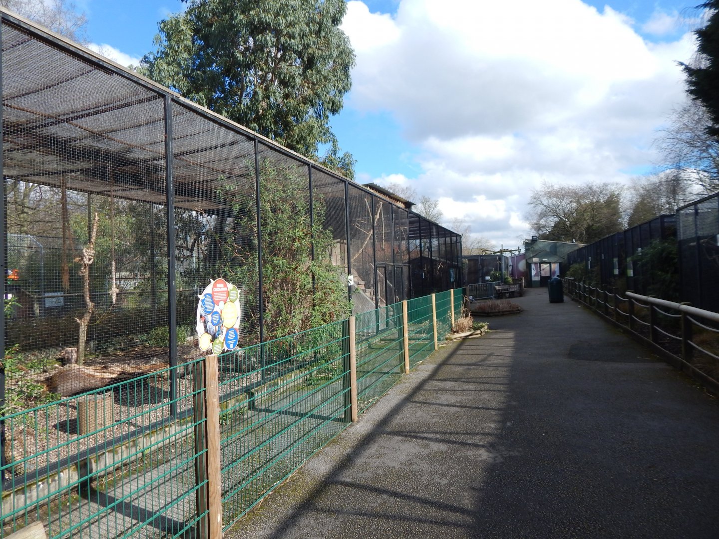 Lesser palm cockatoo aviary 040324