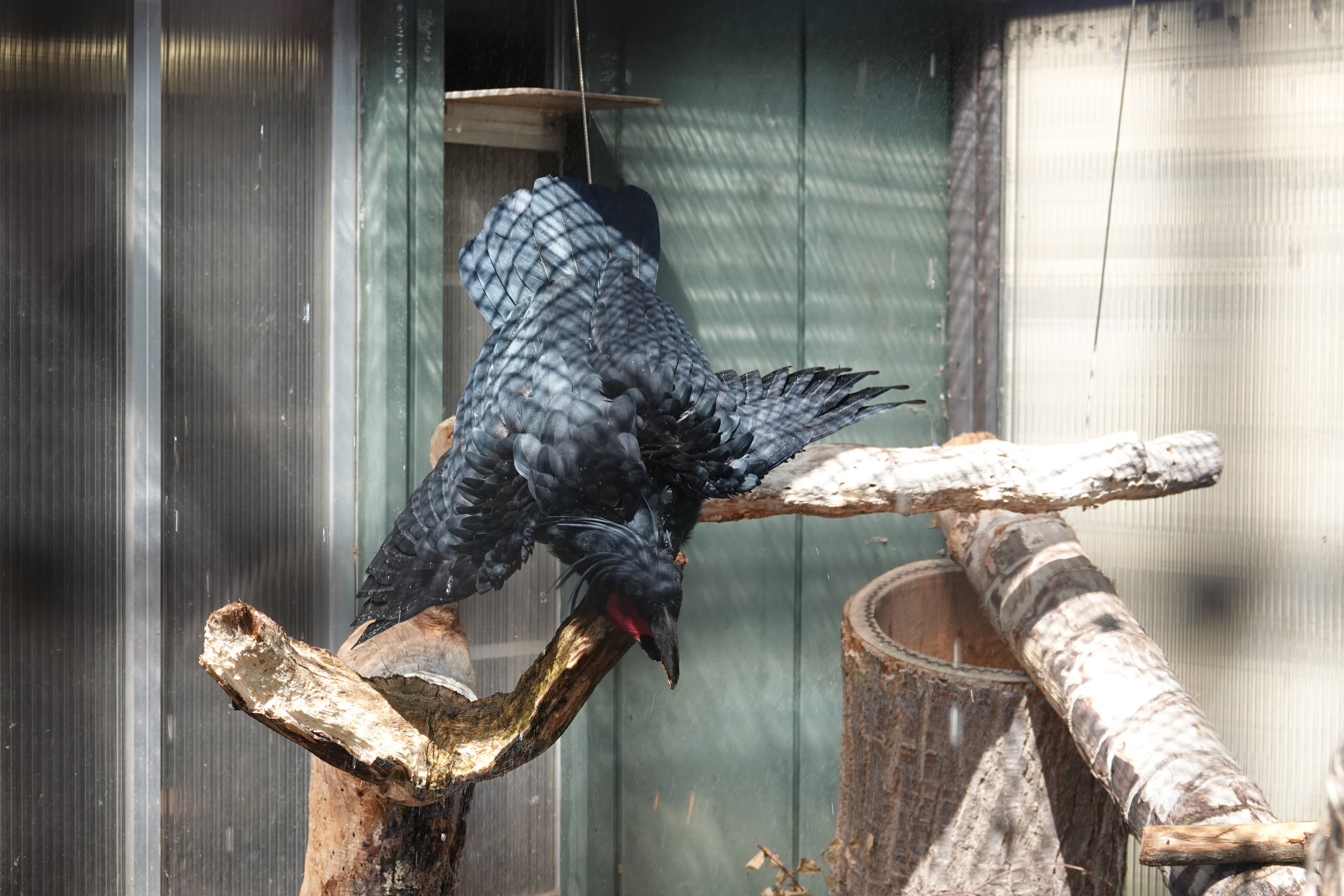 Lesser palm cockatoo enjoying water from the sprayer