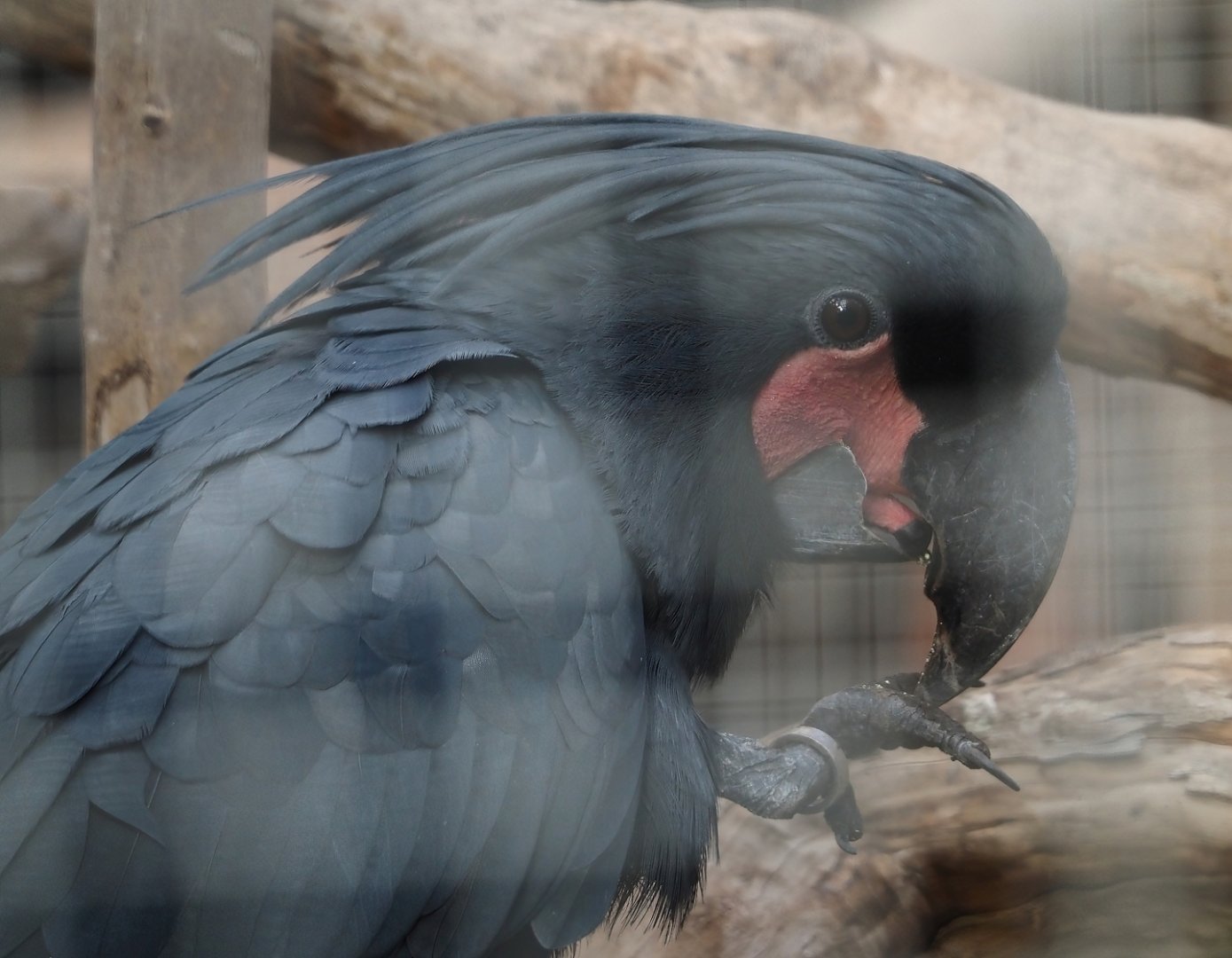 Lesser palm cockatoo (Probosciger aterrimus aterrimus), 2024-09-17