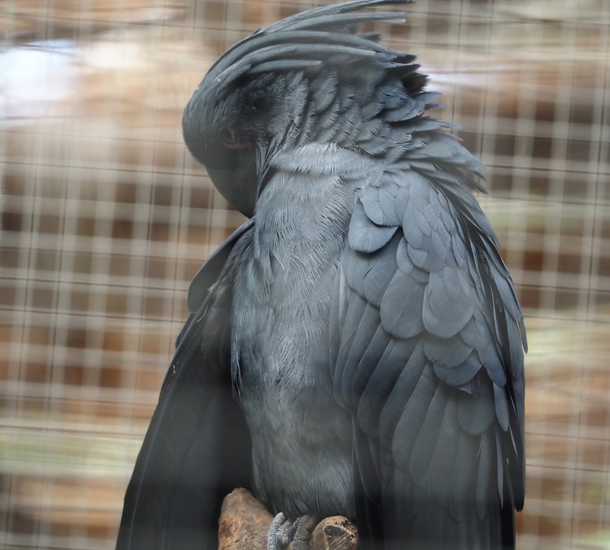 Lesser palm cockatoo (Probosciger aterrimus aterrimus), 2024-09-17