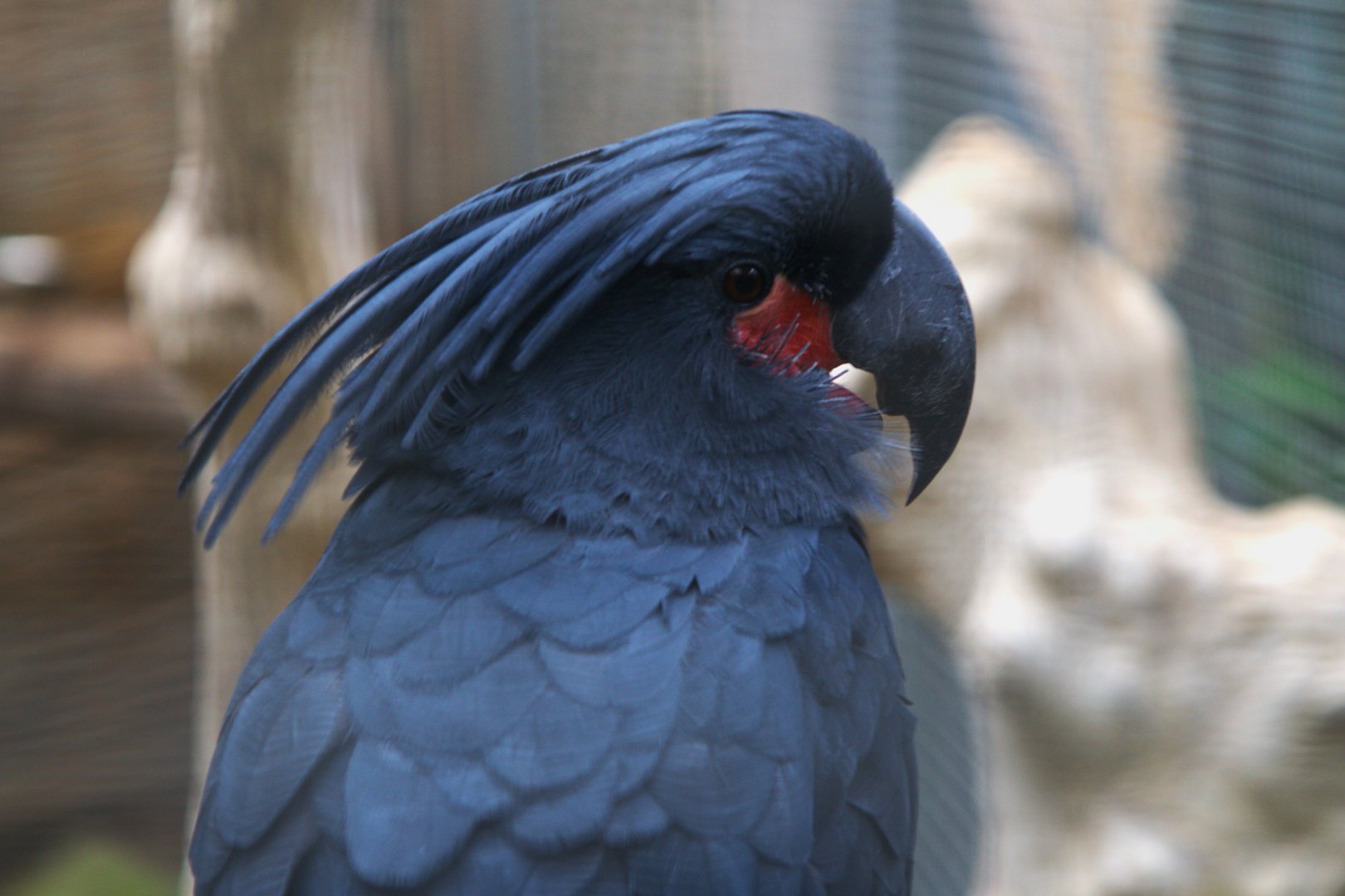Lesser Palm Cockatoo (Probosciger aterrimus aterrimus), 24-04-25