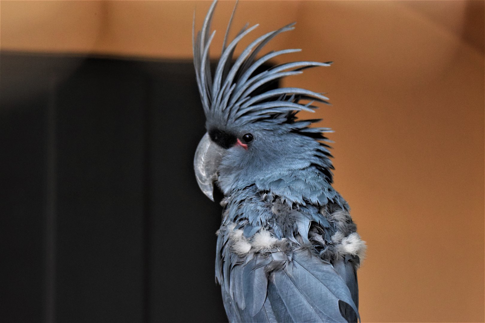 Lesser Palm Cockatoo (Probosciger aterrimus aterrimus)