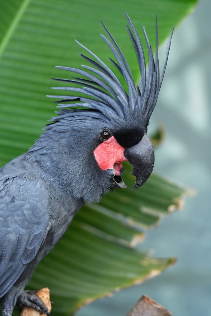 Lesser palm cockatoo Probosciger aterrimus aterrimus