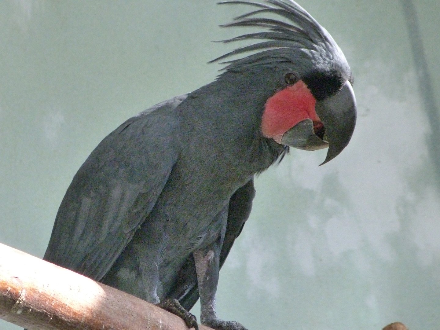 Lesser palm cockatoo -Zoo Praha (2025)