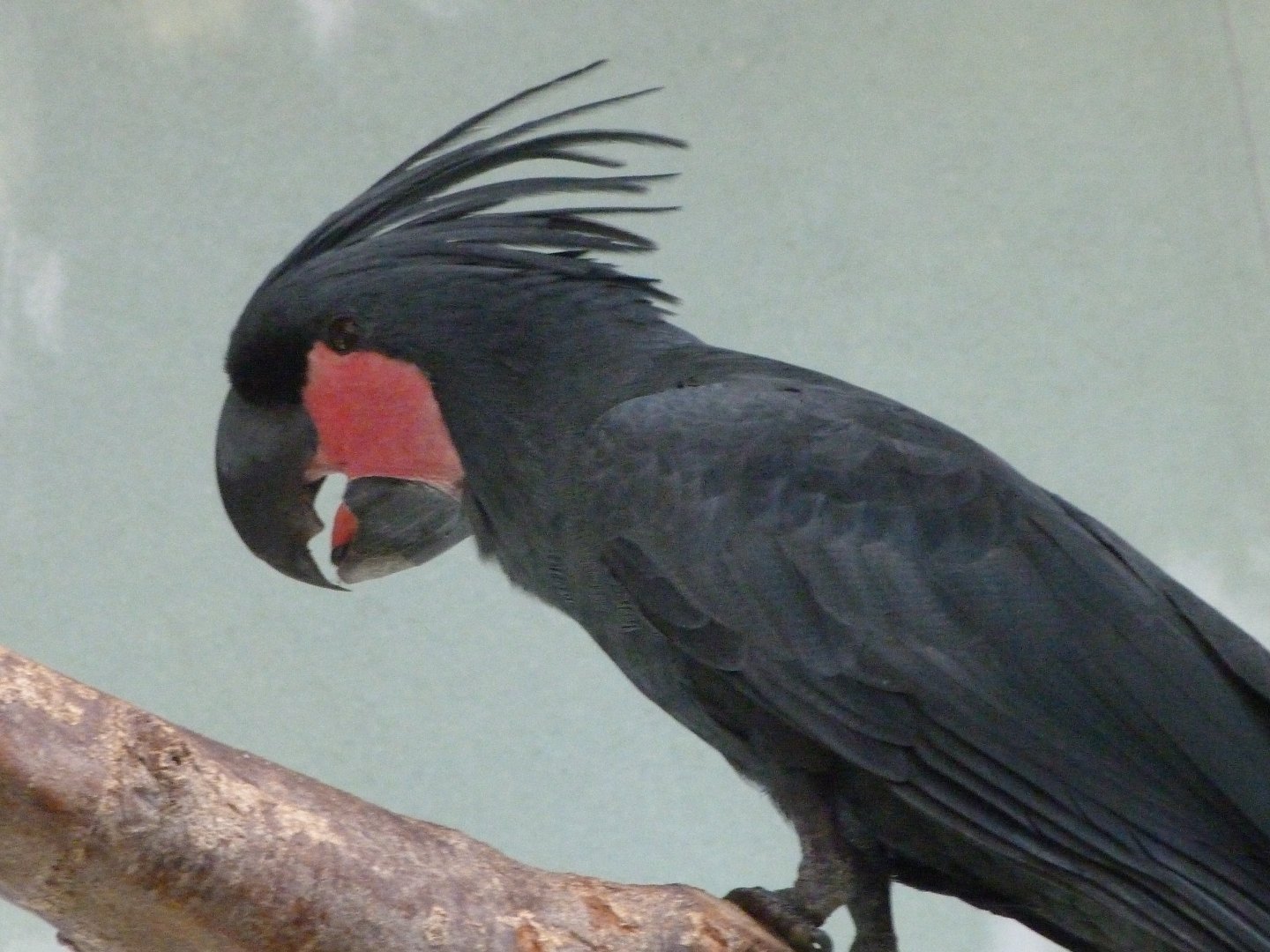 Lesser palm cockatoo -Zoo Praha (2025)