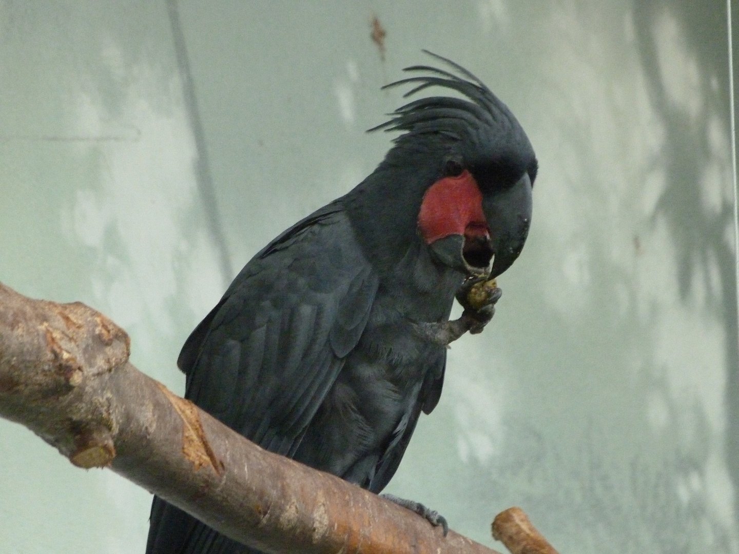 Lesser palm cockatoo -Zoo Praha (2025)