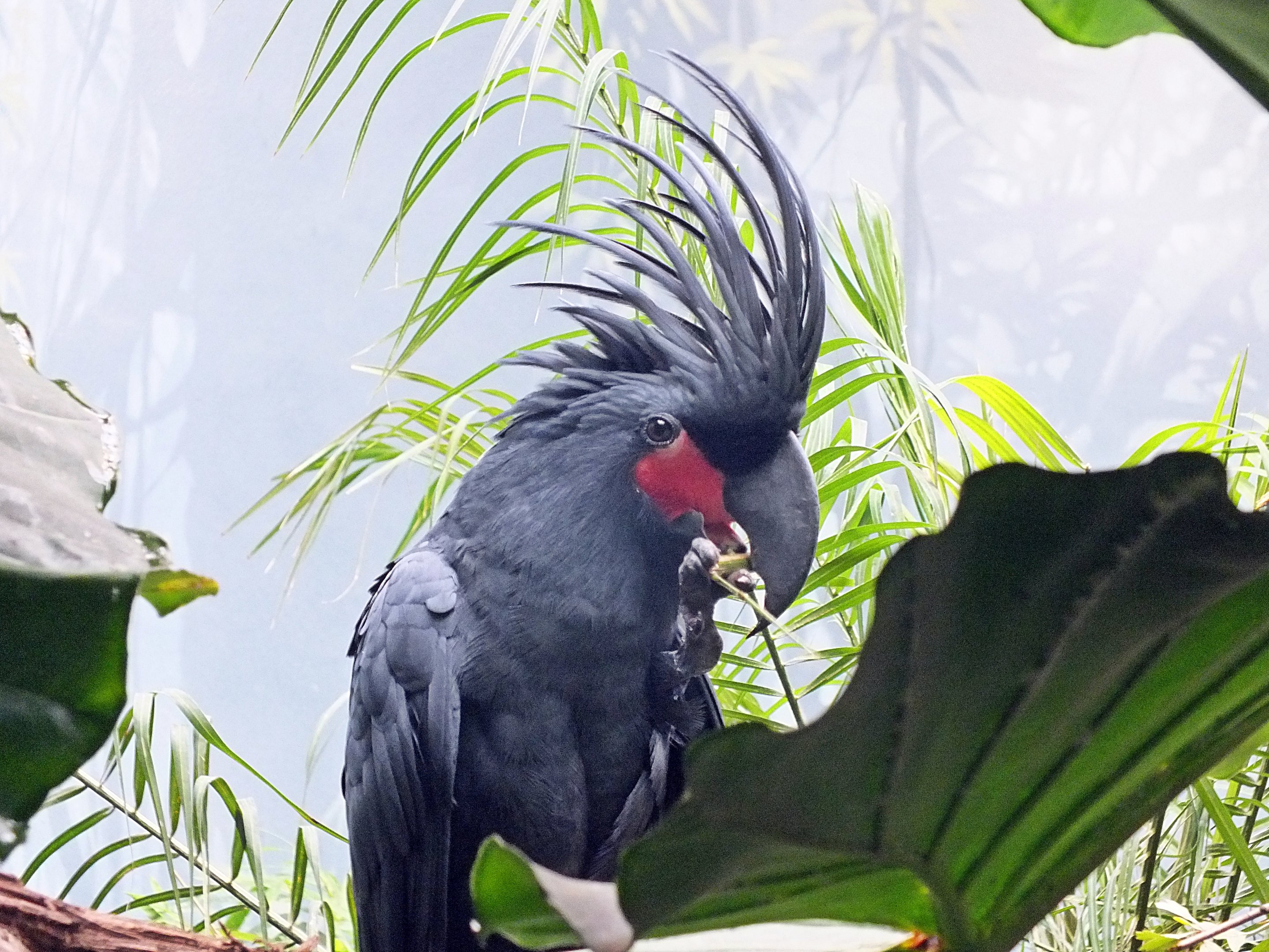 Lesser palm cockatoo