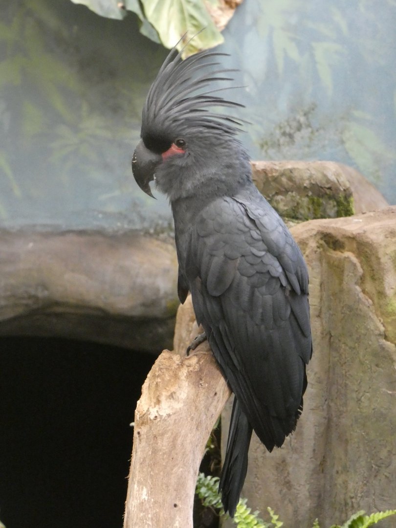 Lesser palm cockatoo