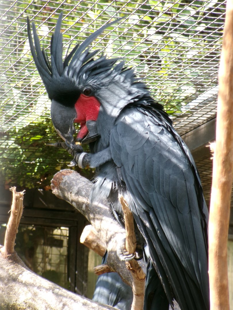Lesser palm cockatoo