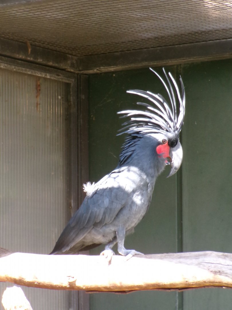 Lesser palm cockatoo