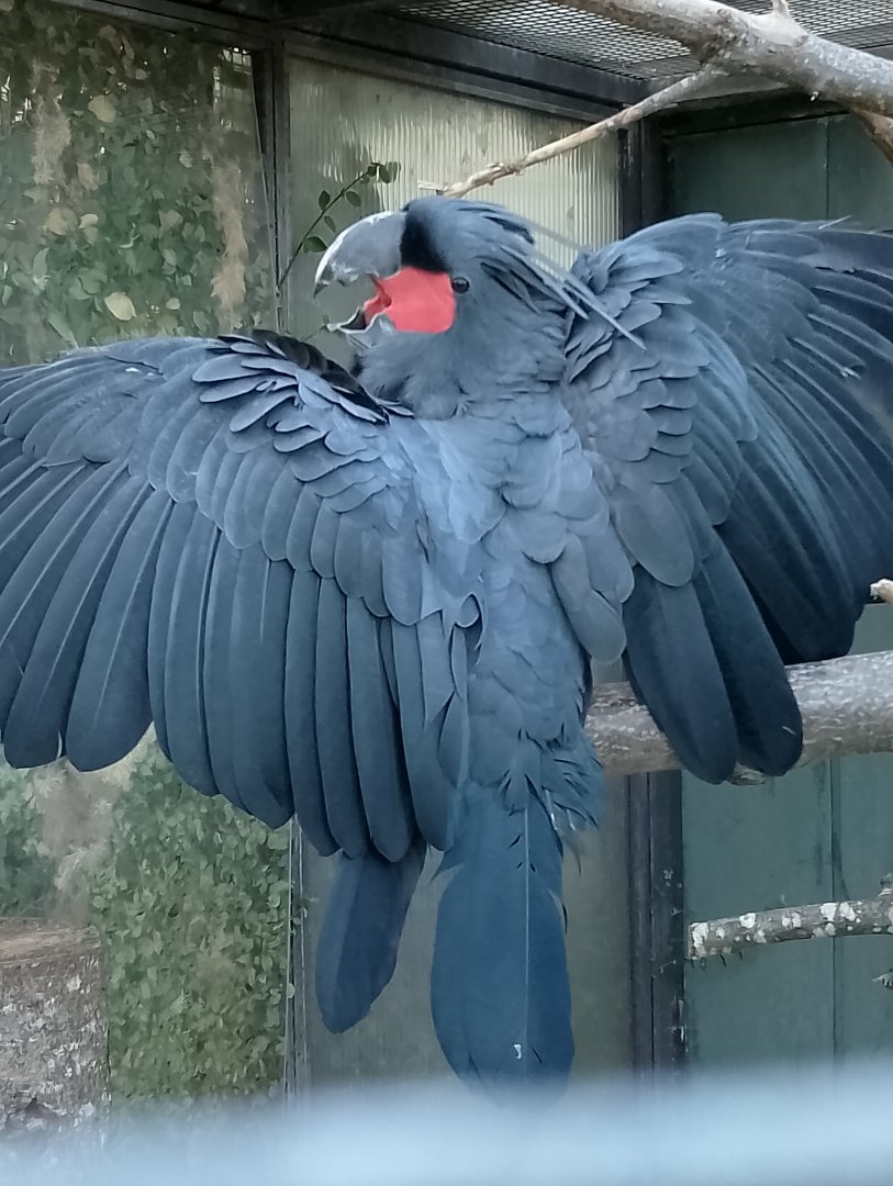 Lesser palm cockatoo