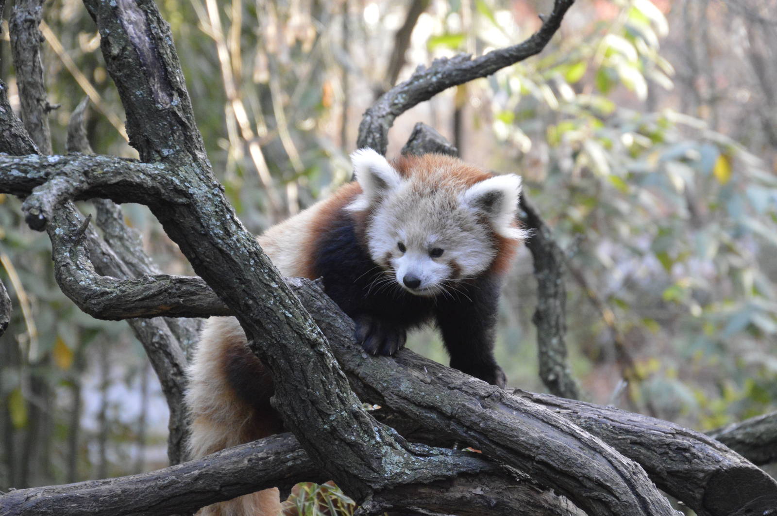 Lesser Panda 031215