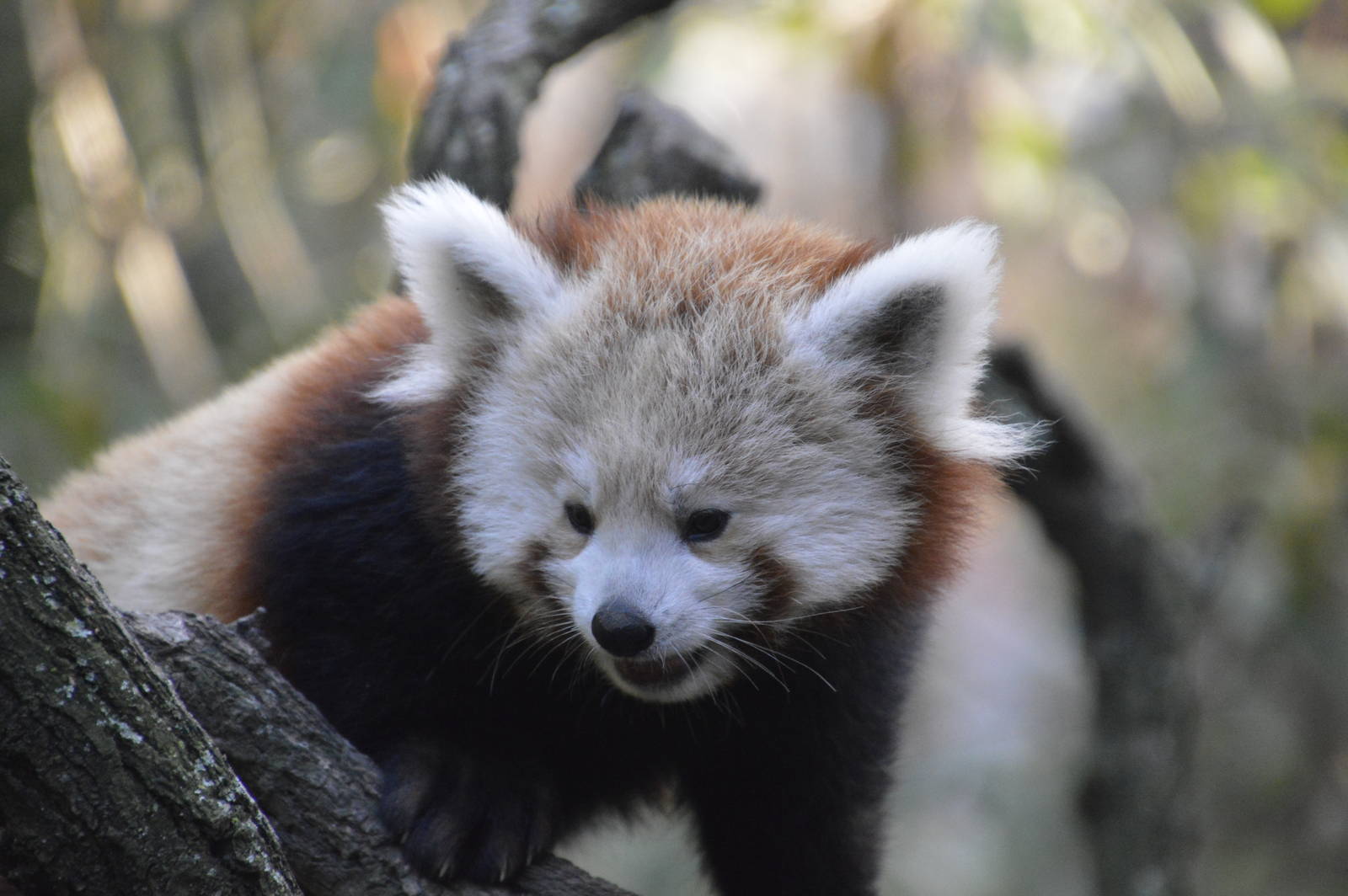 Lesser Panda 031215