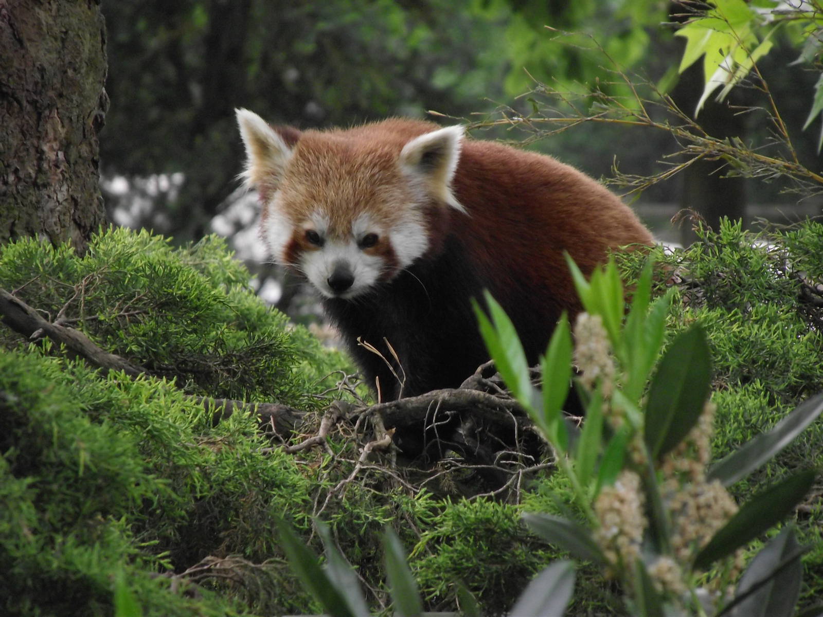 lesser panda 070511