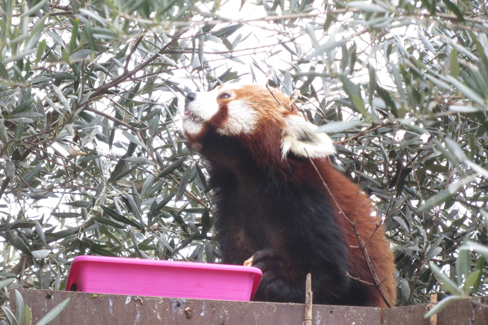 Lesser Panda 140216