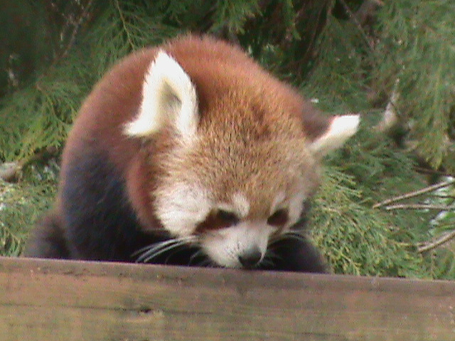 lesser panda 200212