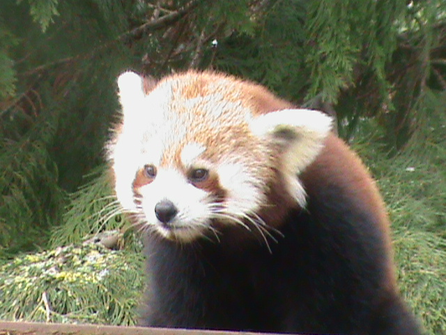 lesser panda 200212