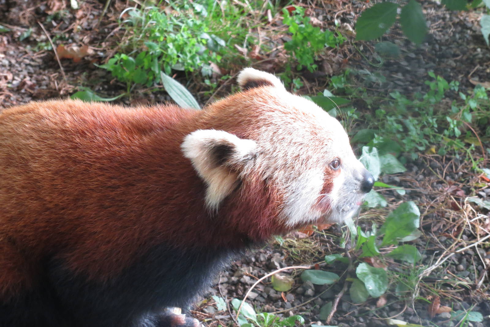 lesser panda 201013