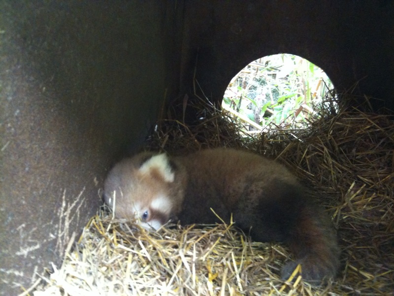 Lesser Panda baby 3 month old