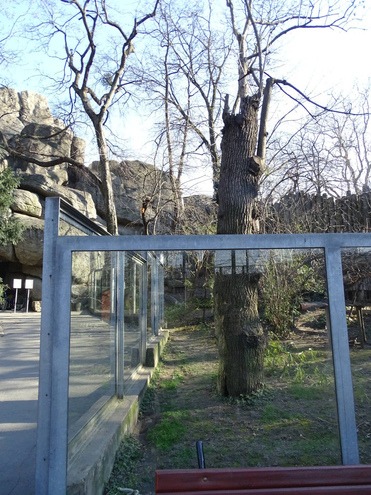 Lesser panda enclosure