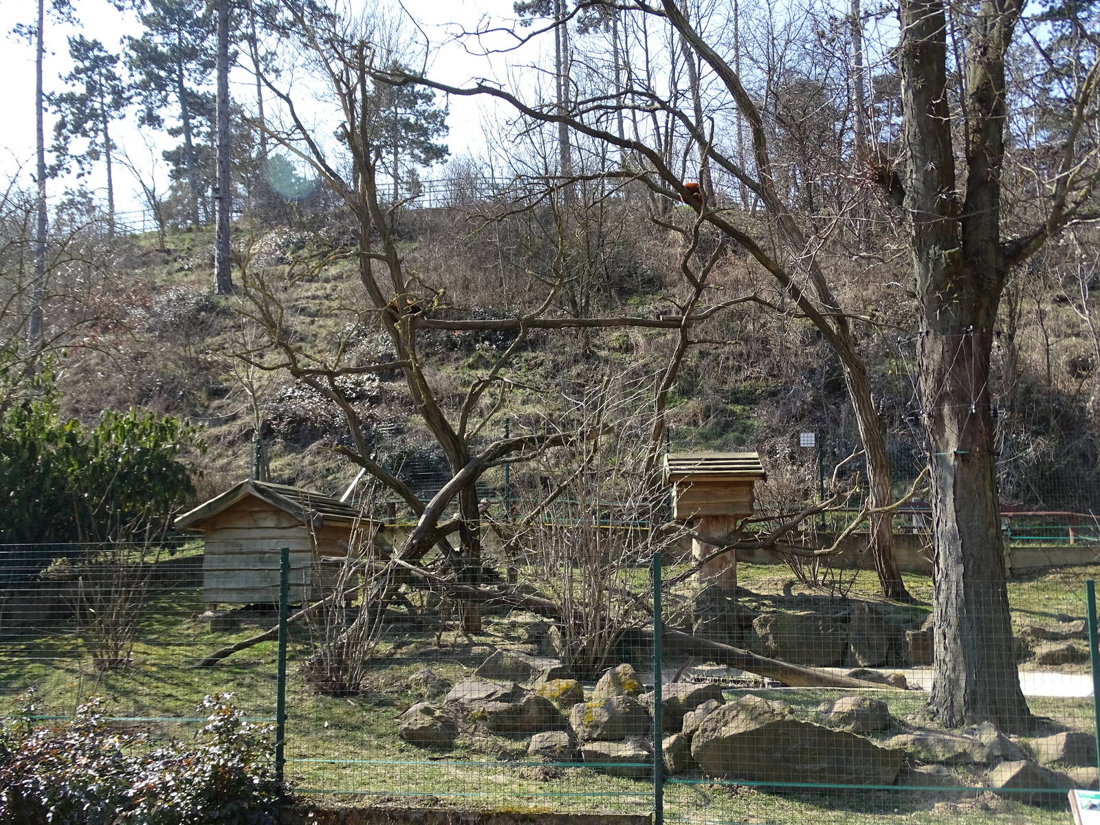 Lesser panda enclosure