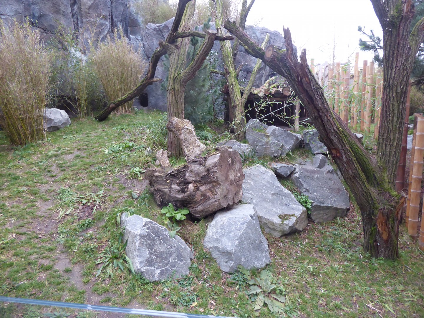 Lesser panda exhibit 280118