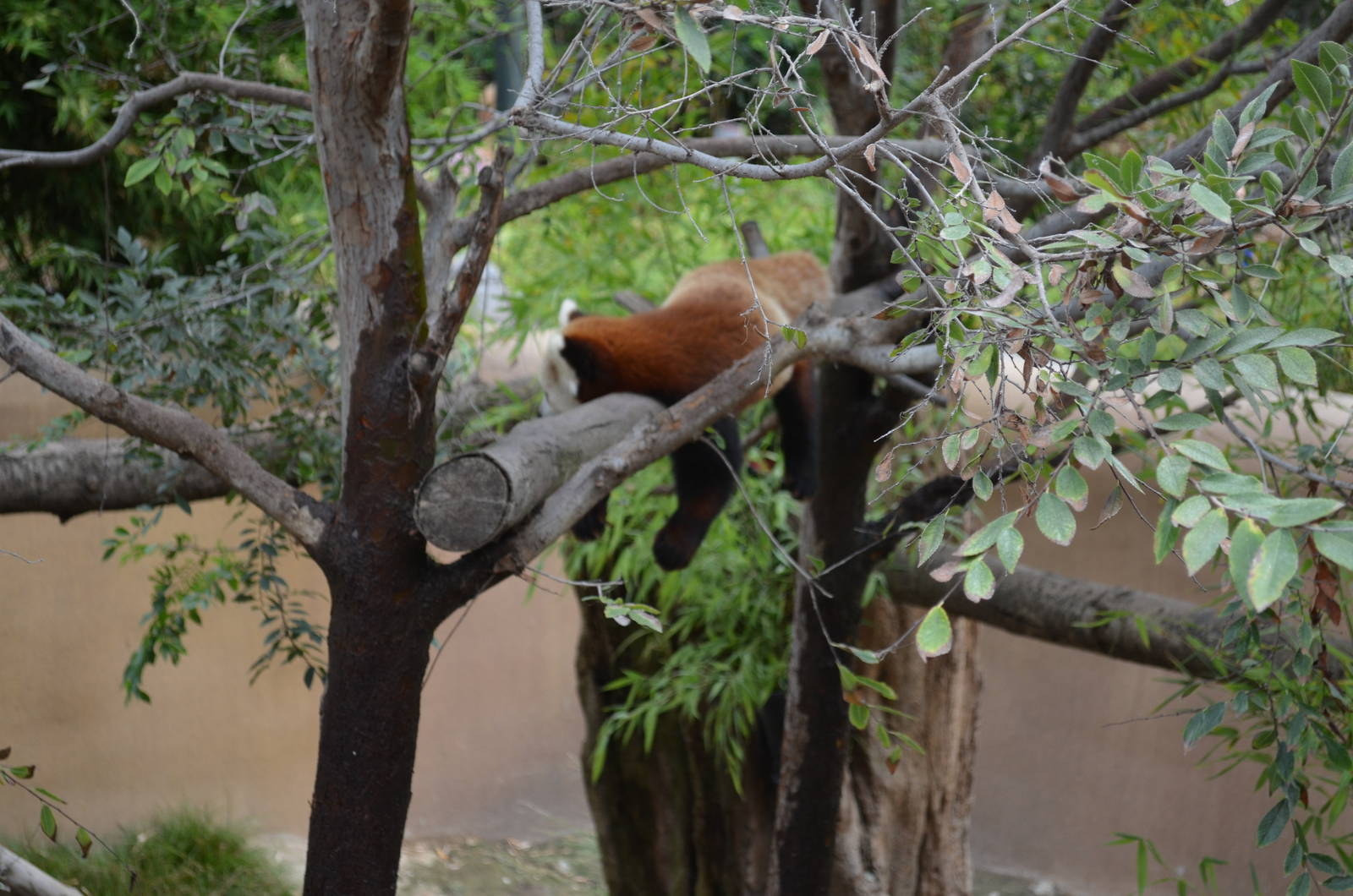 Lesser Panda - Panda Trek