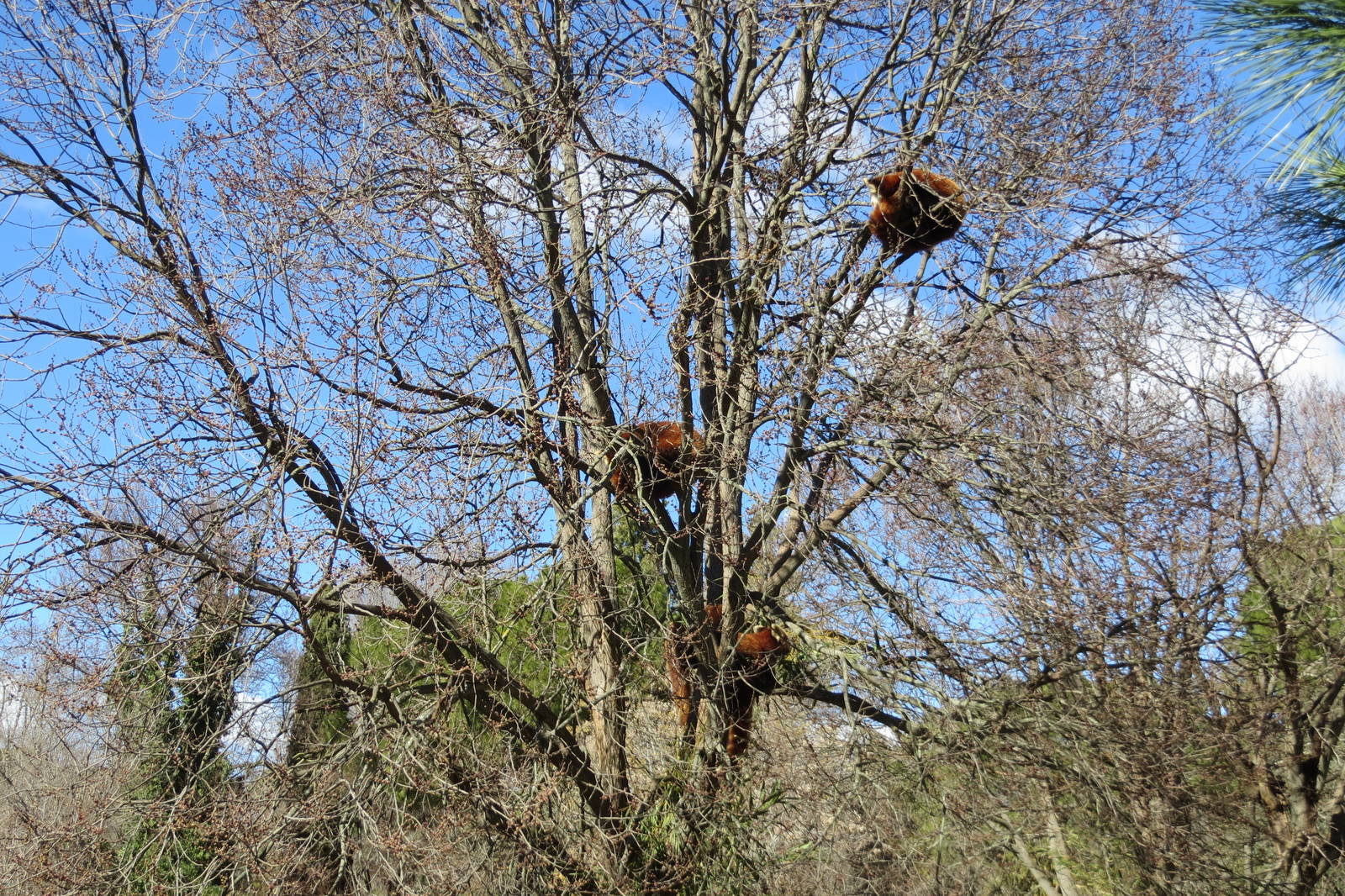 Lesser Pandas 150216