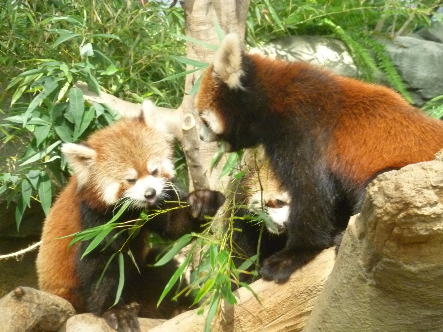 Lesser pandas in Kobe animal Kingdom 2016