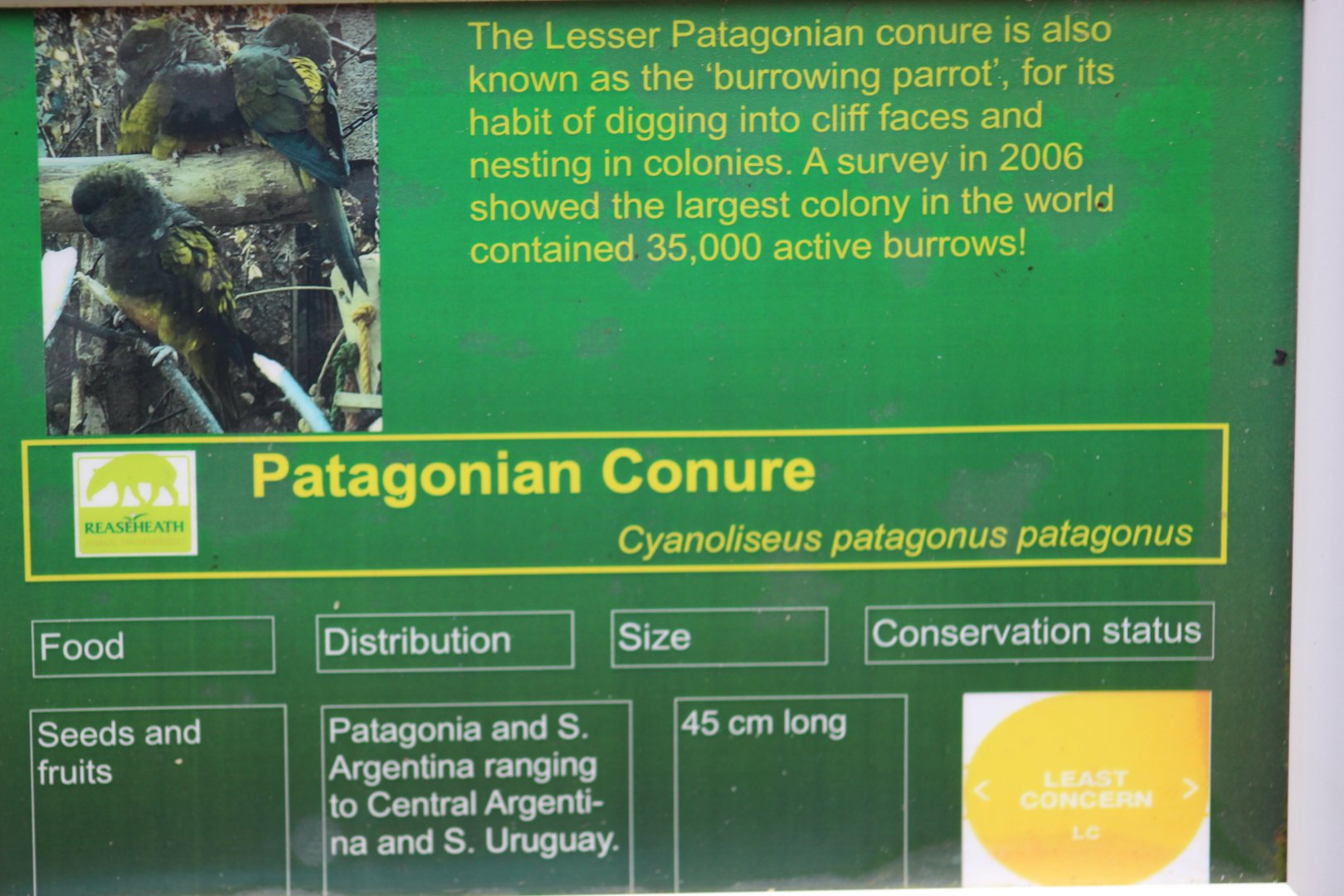 Lesser Patagonian Conure Signage