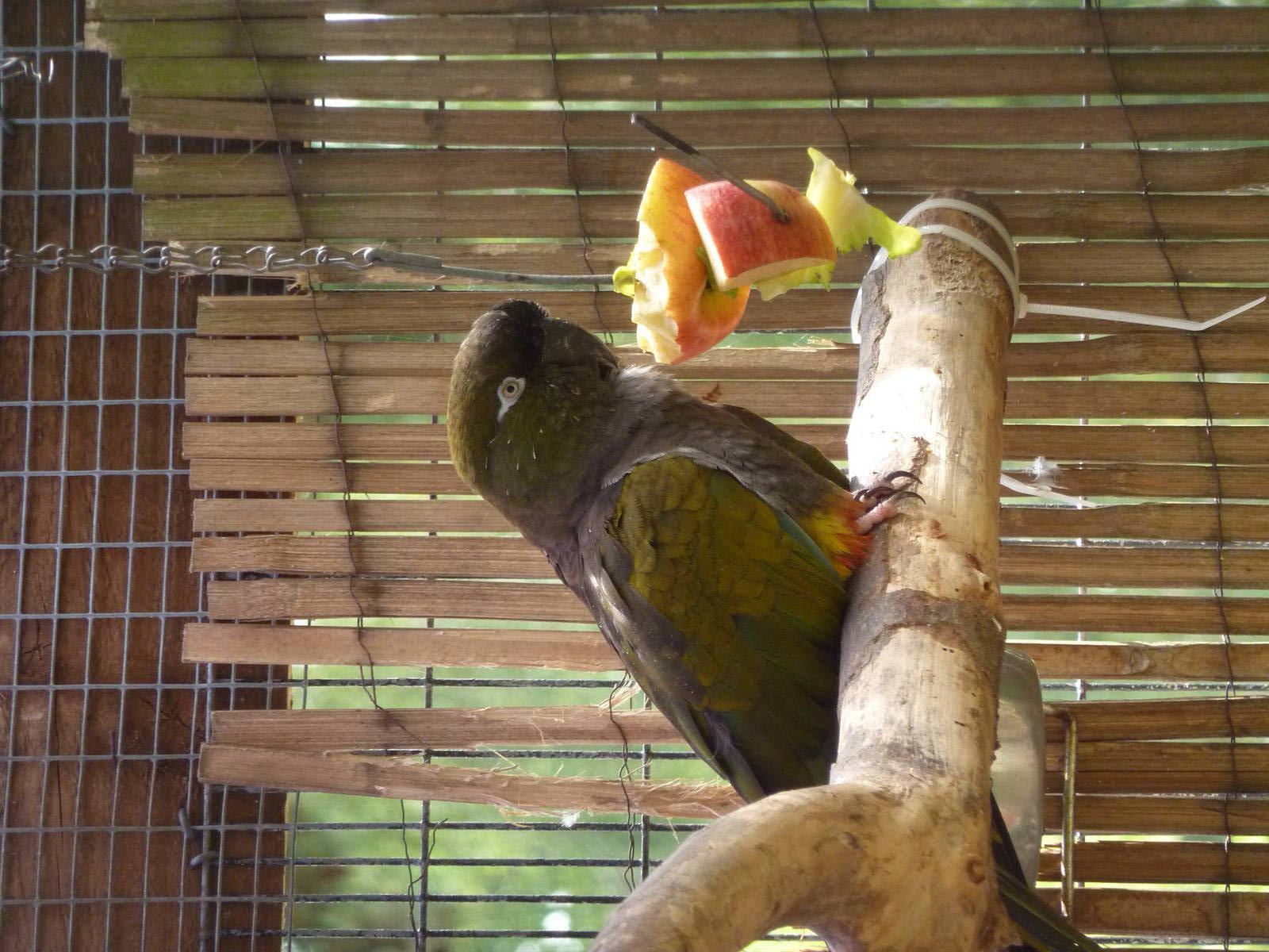 Lesser Patagonian conure
