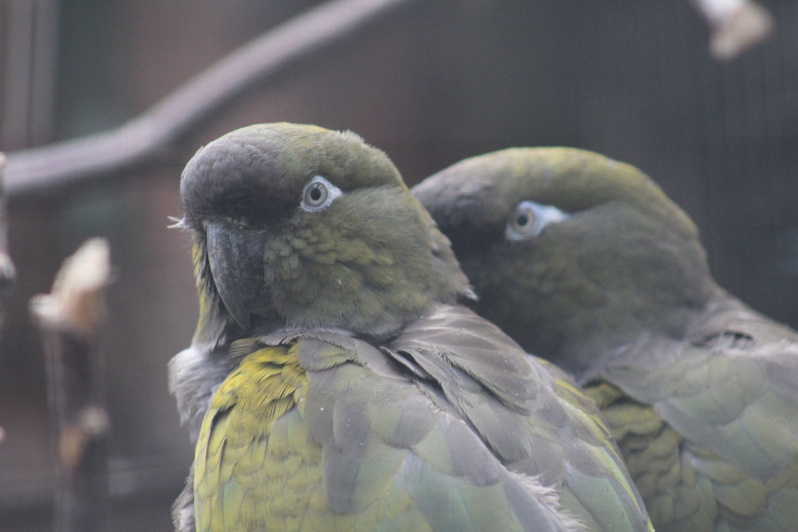 Lesser Patagonian Conure